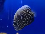 画像4: ウズマキ　10〜12cm　粒エサ餌付け済　タテジマキンチャクダイ幼魚　背中うっすら黄色！！ (4)
