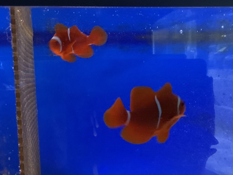 画像4: スパインチーク　ペア　メス約10cm、オス約6cm (4)