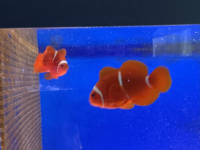 画像3: スパインチーク　ペア　メス約10cm、オス約6cm (3)