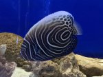 画像2: ウズマキ　10〜12cm　粒エサ餌付け済　タテジマキンチャクダイ幼魚　背中うっすら黄色！！ (2)