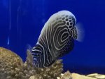 画像3: ウズマキ　10〜12cm　粒エサ餌付け済　タテジマキンチャクダイ幼魚　背中うっすら黄色！！ (3)