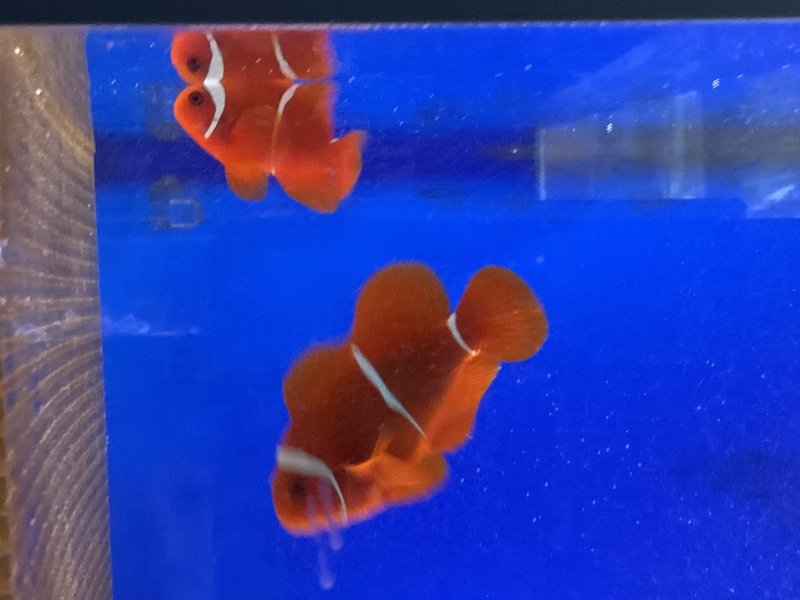 画像2: スパインチーク　ペア　メス約10cm、オス約6cm (2)