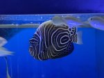 画像5: ウズマキ　10〜12cm　粒エサ餌付け済　タテジマキンチャクダイ幼魚　背中うっすら黄色！！ (5)