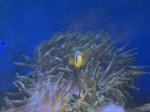 画像4: クマノミ　インド洋　胸ビレ黄色 (4)