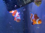 画像2: カクレクマノミ　ペア　ワイルド　メス約7cm　オス約6cm (2)