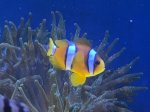 画像2: クマノミ　インド洋　胸ビレ黄色 (2)