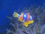 画像3: クマノミ　インド洋　胸ビレ黄色 (3)