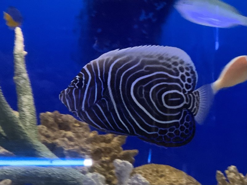 画像1: ウズマキ　10〜12cm　粒エサ餌付け済　タテジマキンチャクダイ幼魚　背中うっすら黄色！！ (1)
