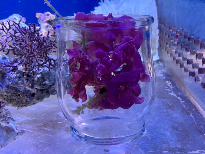 画像1: 赤い海藻（紅藻）　マリンプランツ (1)