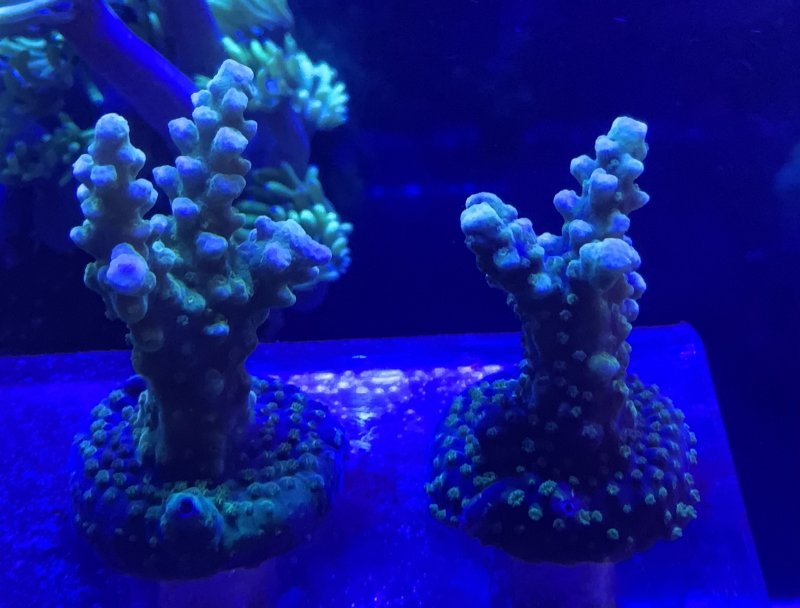 画像1: ミドリイシ　フラグ ※実物写真 (1)