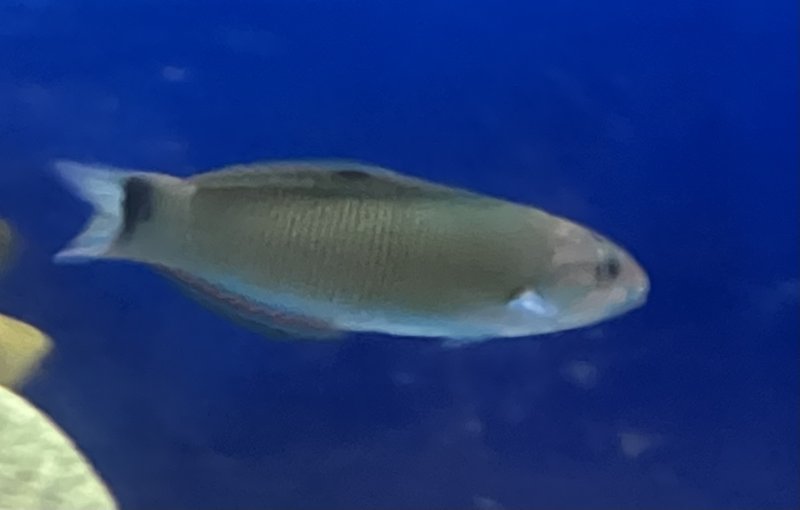 画像1: ニシキベラ　　約8~10cm程　　✳︎餌付け済 (1)