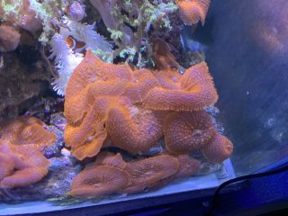 海水魚・サンゴの老舗 ひかるアクアリュームネットショップ