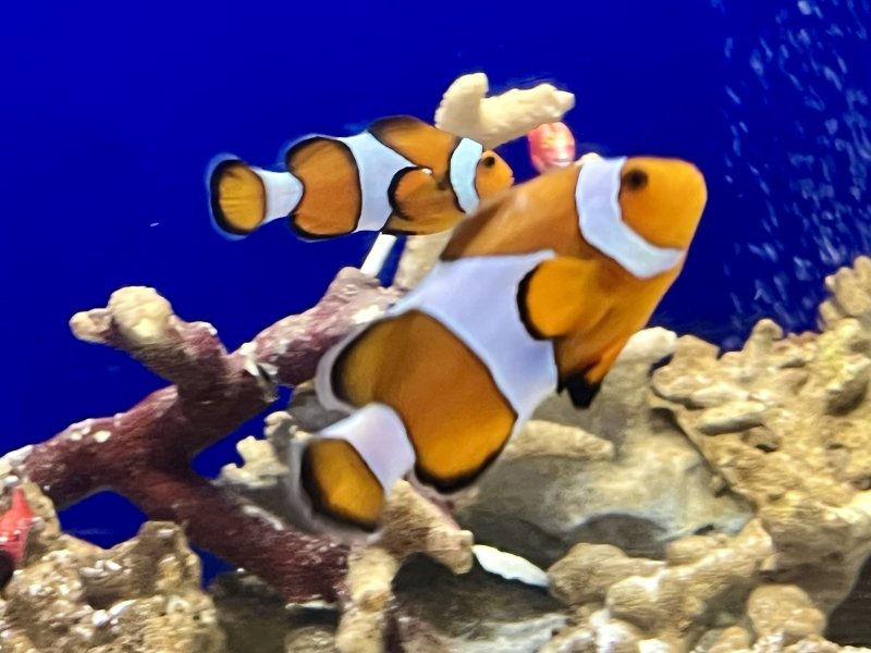 画像1: カクレクマノミ　ペア(2)　ワイルド　メス約7cm　オス約6cm 実物写真 (1)