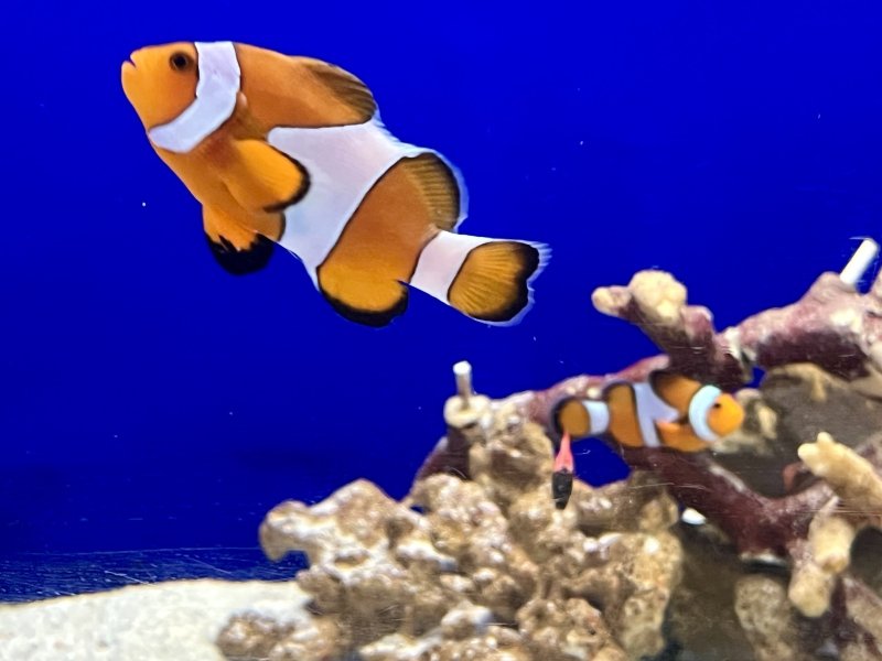 画像3: カクレクマノミ　ペア　ワイルド　メス約7cm　オス約6cm 実物写真　🉐 (3)