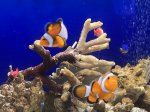 画像2: カクレクマノミ　ペア(2)　ワイルド　メス約7cm　オス約6cm 実物写真 (2)