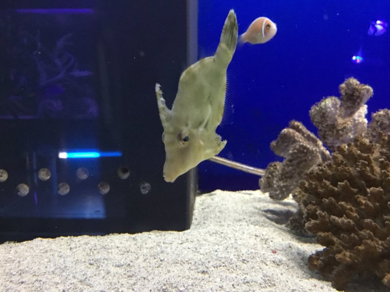 画像1: フチドリカワハギ　約5〜7cm　カーリー退治！ (1)