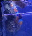 画像2: ハタゴイソギンチャク　ライトグリーン　約12〜15cm　 (2)