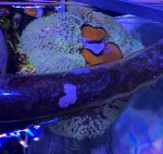 画像1: ハタゴイソギンチャク　ライトグリーン　約12〜15cm　 (1)