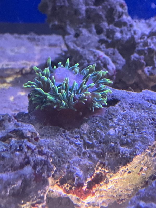 画像1: サンゴイソギンチャク　グリーン　約4〜6cm程　とても丈夫！※実物写真 (1)