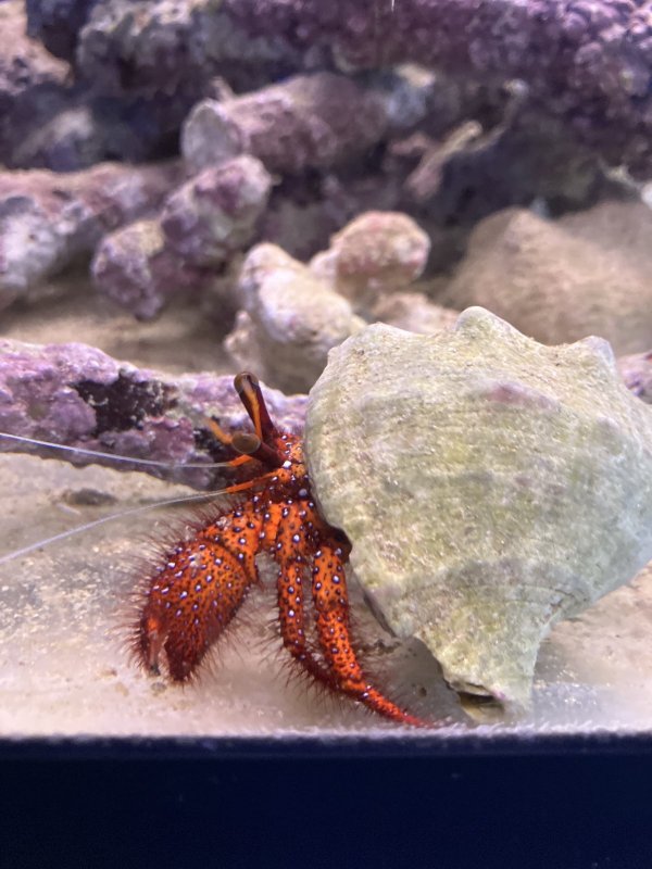 画像1: コモンヤドカリ　✳︎実物写真 (1)