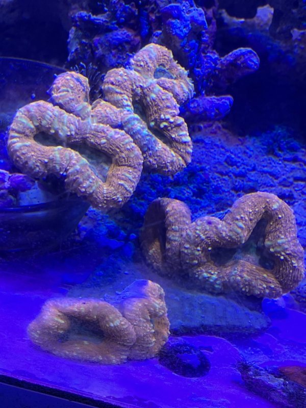 画像1: ハナガタサンゴ　　オレンジ色　 (1)