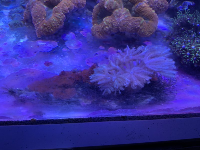 画像2: ディスクコーラル　レッド&ウミアザミ　🉐　＊実物写真 (2)