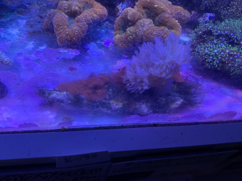 画像1: ディスクコーラル　レッド&ウミアザミ　🉐　＊実物写真 (1)