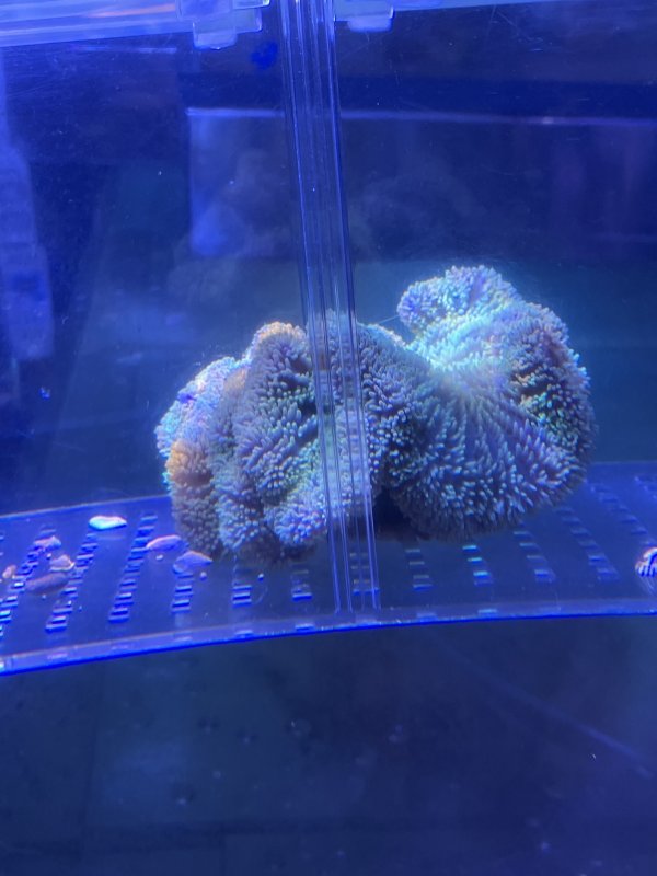 画像1: ハタゴイソギンチャク　　グリーン　＊実物写真 (1)