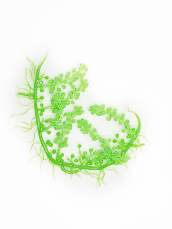 画像1: レプリカ海藻 TR S20 ウミブドウ (1)