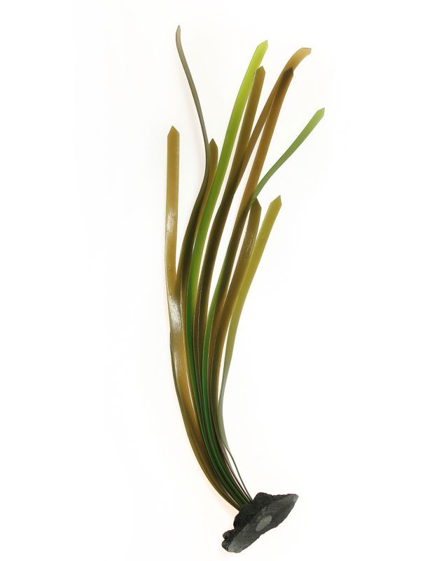 画像1: 【お取寄商品】レプリカ海藻　グラス　ナチュラルグリーン　37cm TR S3 (1)