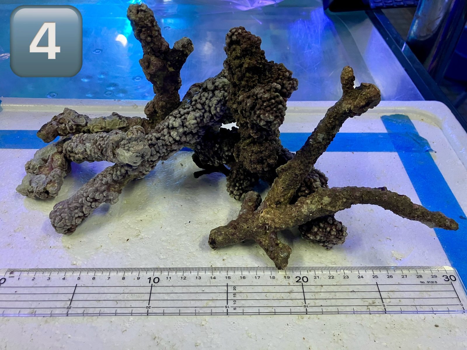 枝状ライブロック （4） 約1kg 天然 極美 Sグレード　1kg