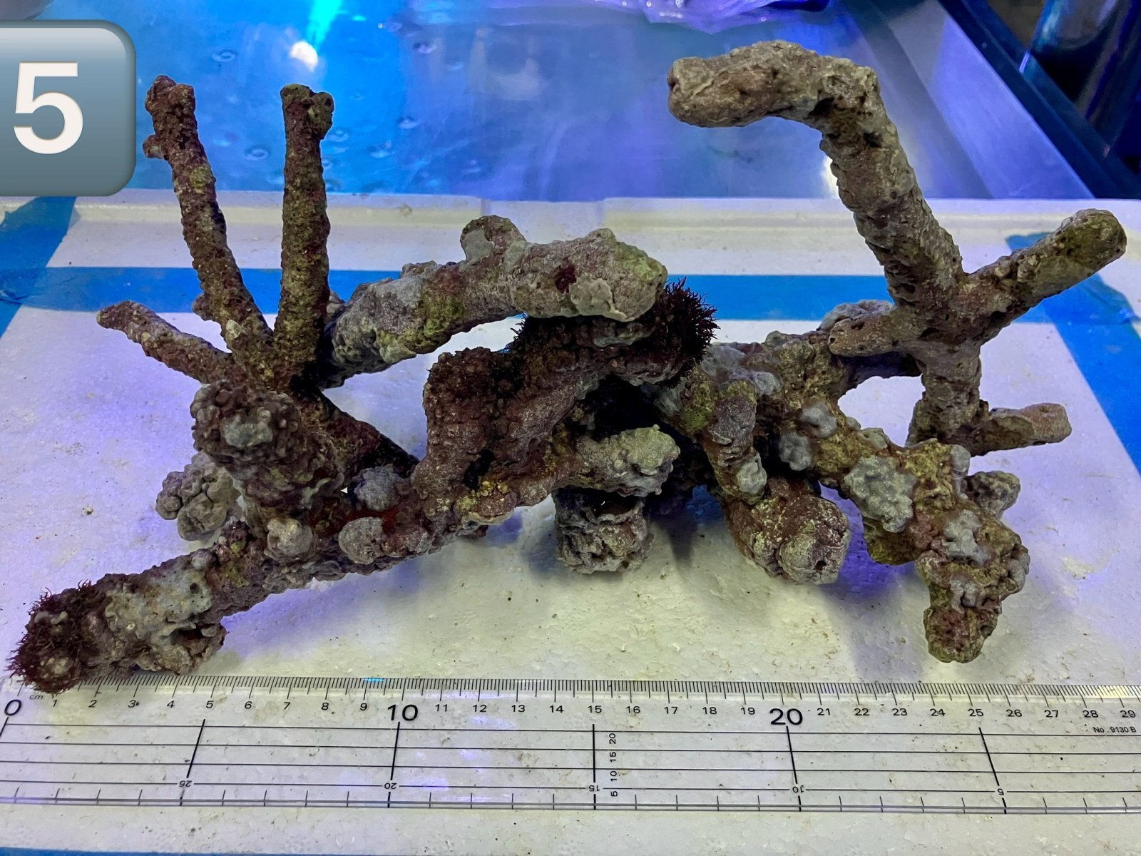 枝状ライブロック （5） 約1kg 天然 極美 Sグレード　1kg
