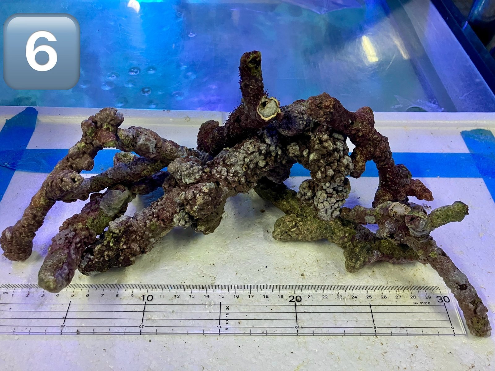 枝状ライブロック （6） 約1kg 天然 極美 Sグレード　1kg