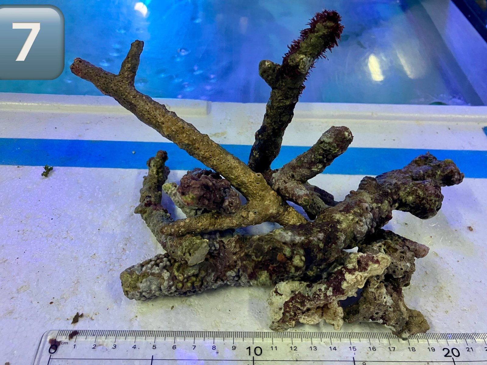 枝状　ライブロック （7） 約500g 天然 極美 Sグレード
